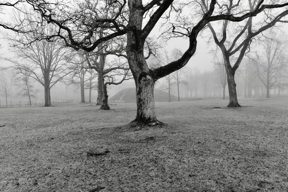 Bilde som viser noe av urskogen, og viser det arkitektoniske rommet denne skogen skaper.