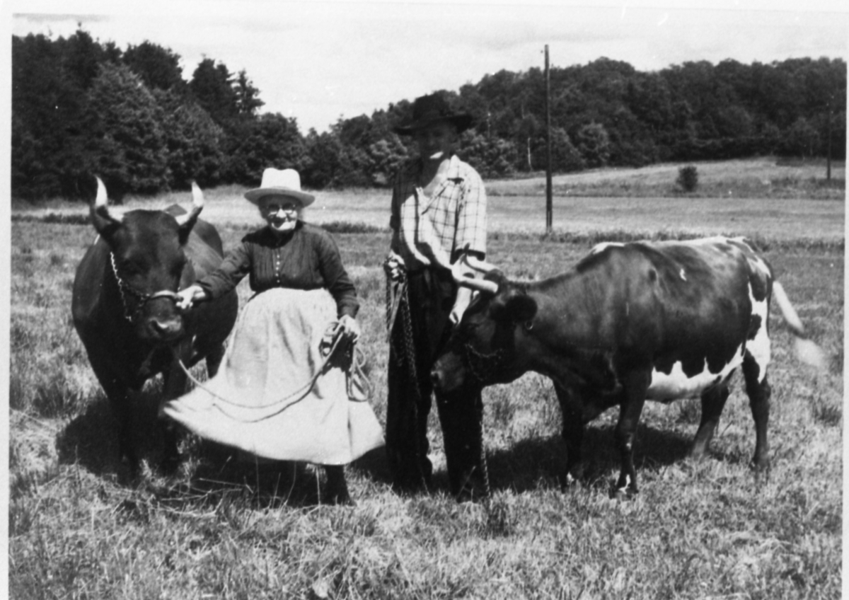 Karolina Börjesson, Apelgården, och Hilding Karlsson, Kålleredgården, håller var sin ko på en äng, 1950-tal.