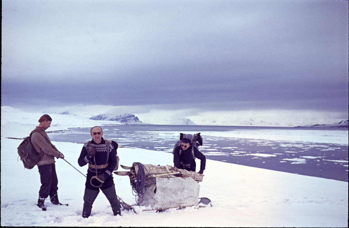 Bilder fra Marianne Gjørv. Faren,Odd E. Gjørv hadde sommerjobb for Norsk Polarnavigasjon(oljeleting) sommeren 1961.De måtte trekke sledene med utstyr selv, for det var for mye snø for hundespann.