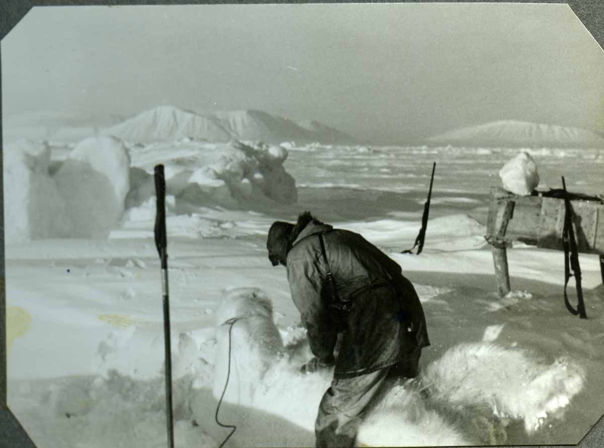Foto fra album etter Knut Bjåen( 1920-2001). Bildene er fra fangstovervintring på Halvmåneøya i året 1947-48 med to brødre, Jon og Sjur, samt søskenbarnet Olav Bjåen. Flåing av isbjørn. Vest for Håøya.