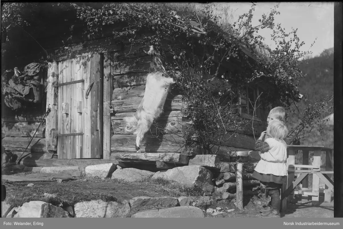To barn stående på utsiden av en laftet hytte "Hygga" i Gvepseborgområdet. En geit står på to bein og spiser av busk i hjørnet av hytta. Sekker hengende på utsiden av hytta.