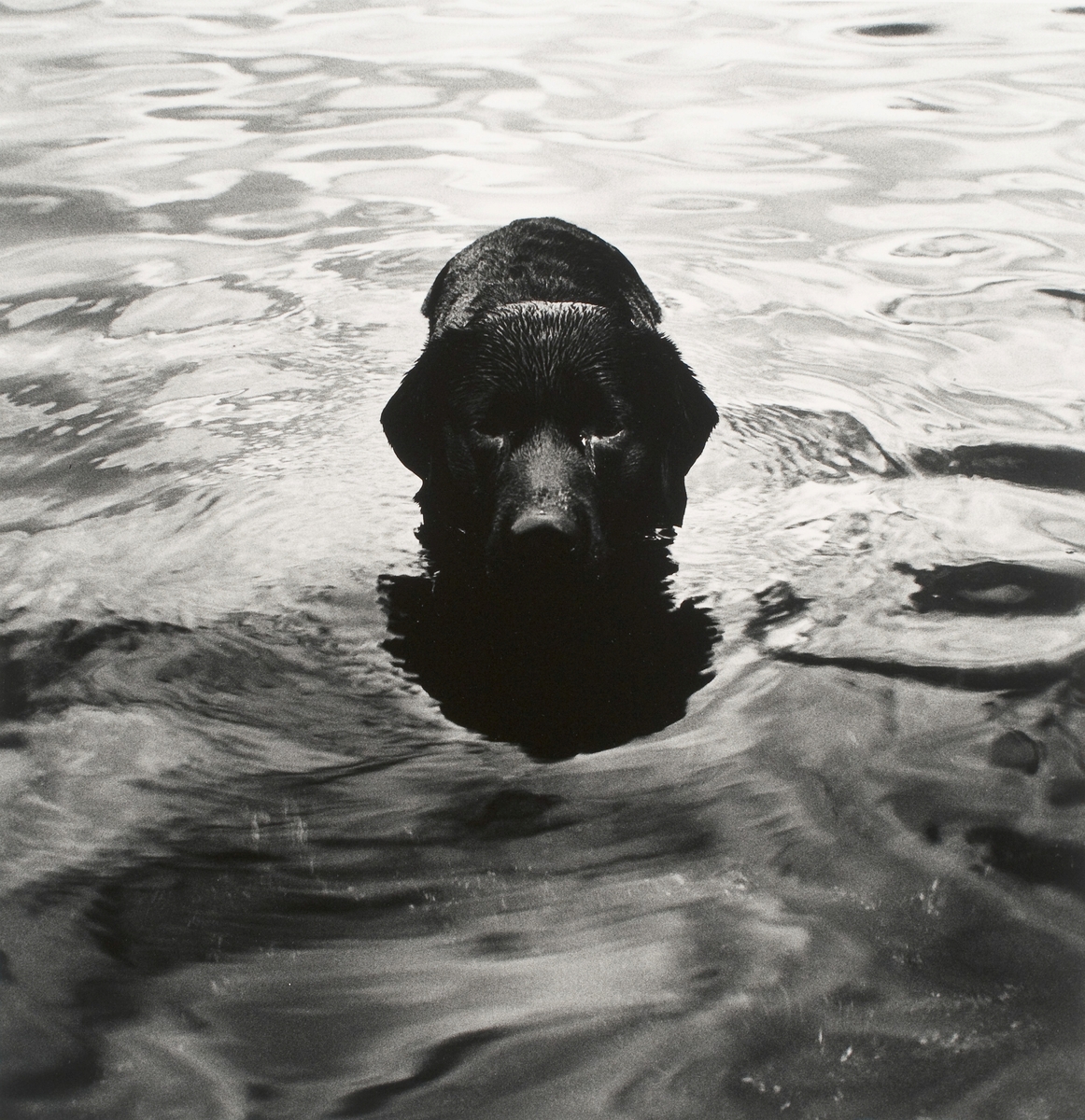 Hund i vannkanten.