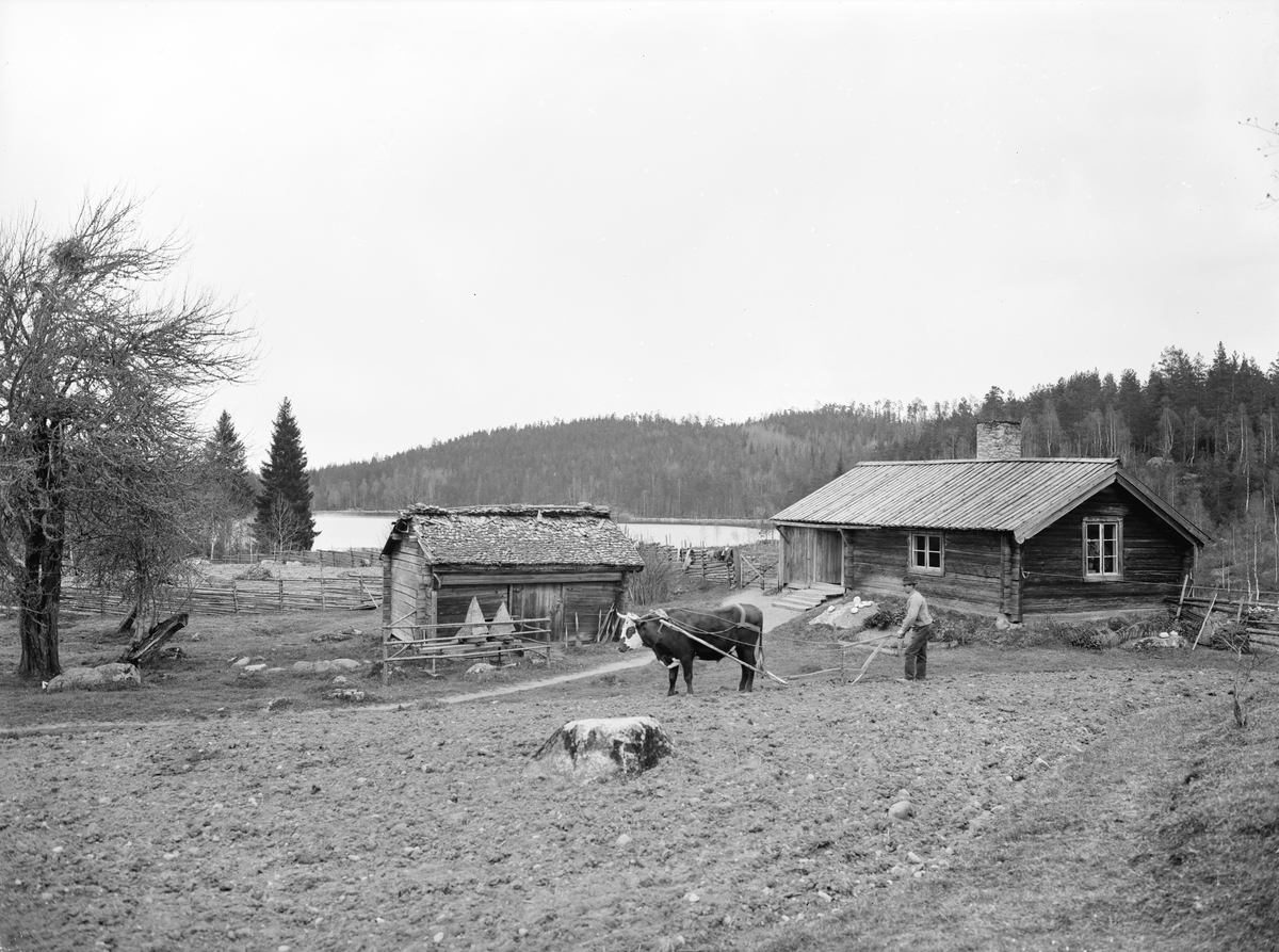 Karl Johan Johansson vårplöjer täppan framför torpet Bogölen i Svinhult. Han blev torpare på platsen 1905. Samma år hade han gift sig med Johanna Gustava Adolfsson. Deras äktenskap kom att bli barnlöst.