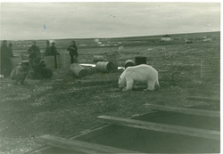 Isbjørn på besøk i Kinnvika i 1966