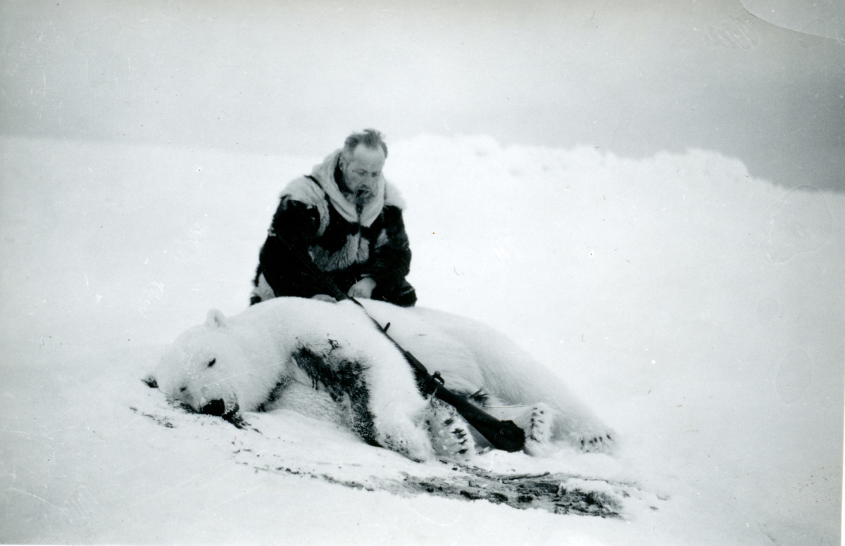 Sigfred Kristoffersen med isbjørn. Fangstfelt Biscayarhuken.  Hytta ble bygd av Sigfred Kristoffersen og Lars Hochlin. Brant ned etter bruk av studenter fra Harland-ekspedisjonen i 1960.