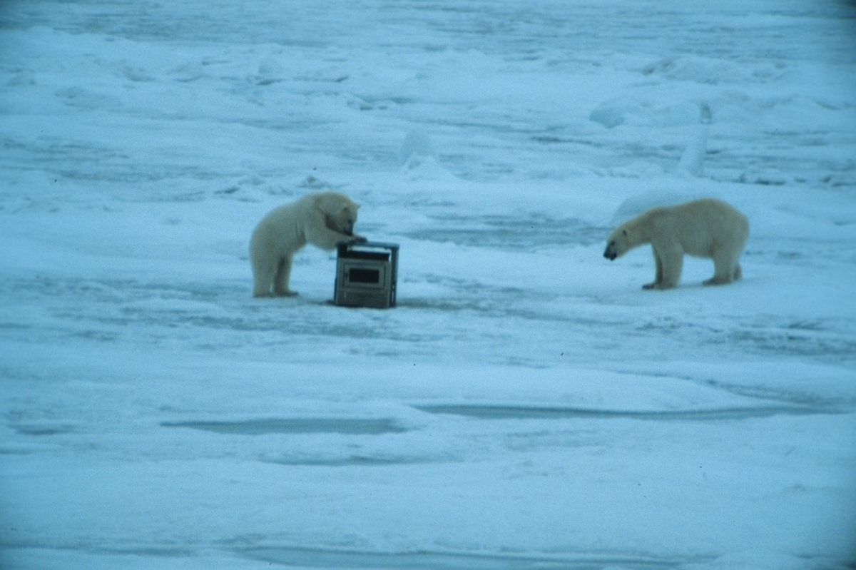 To isbjørner ved komfyr.
