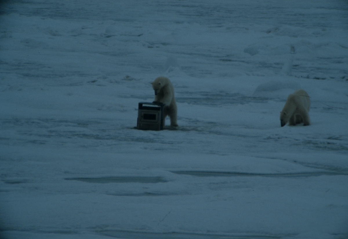 To isbjørner leker med komfyr.