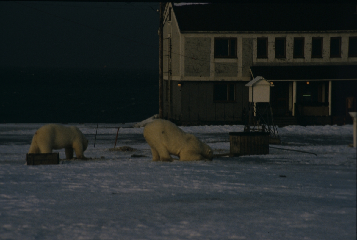 To isbjørner foran den meteorologiske stasjon.