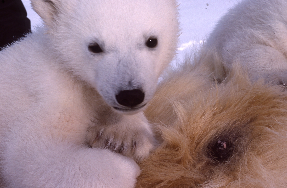 Bilder fra arbeid med isbjørnmerking.  Isbjørnunge og patten til mora. De to pattene sitter nærmest i armhulen på forbeina, en på hver side.