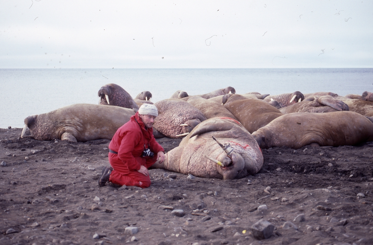 Hvalrossmerking. Ian Gjertz foran bedøvet hvalross. Dyret har montert radiosender på den ene tannen og er påført rødt nummer i pelsen.