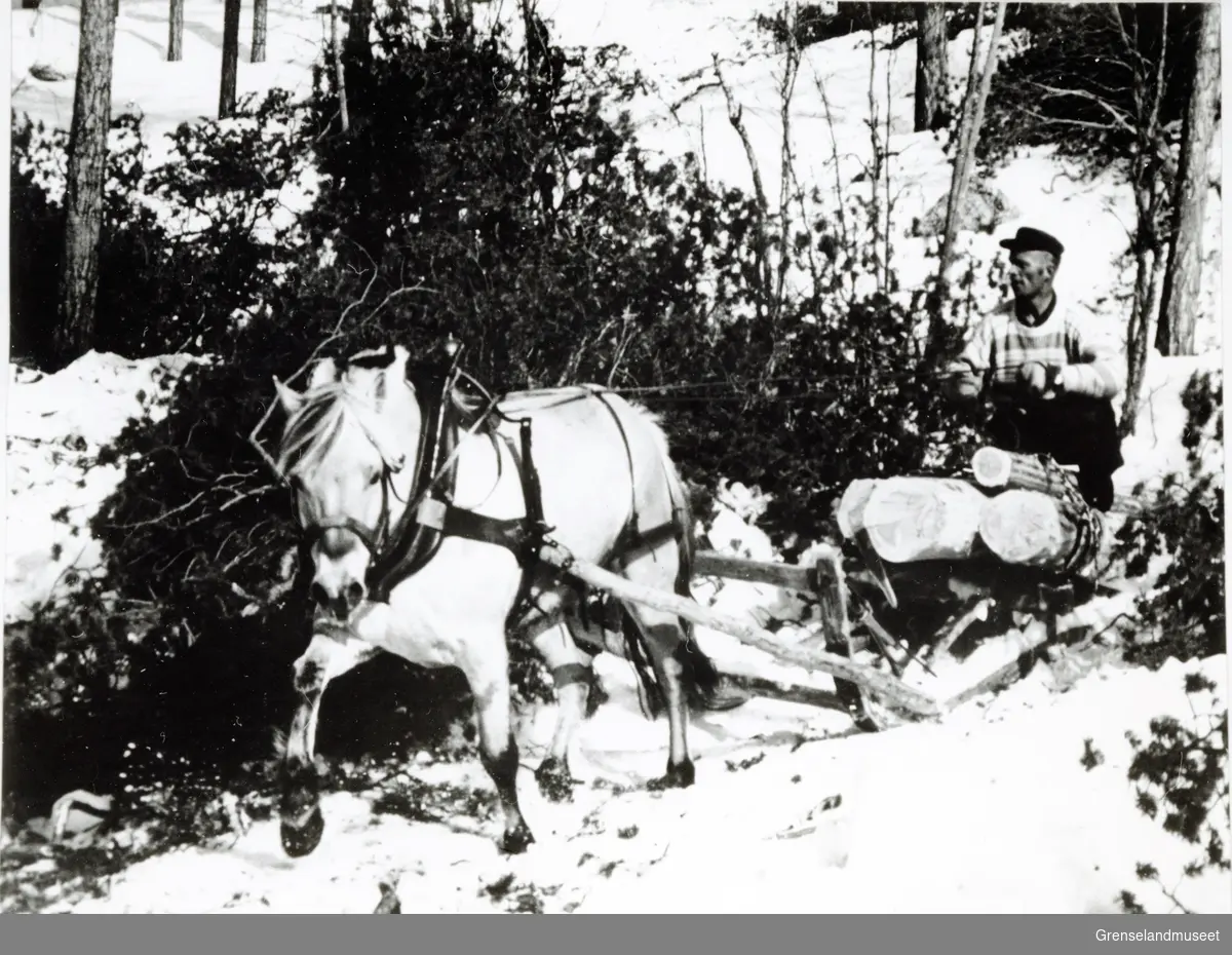 Tømmerdrift. Åge Kyrrø sitter på sleden til en hest sammen med tømmer. 