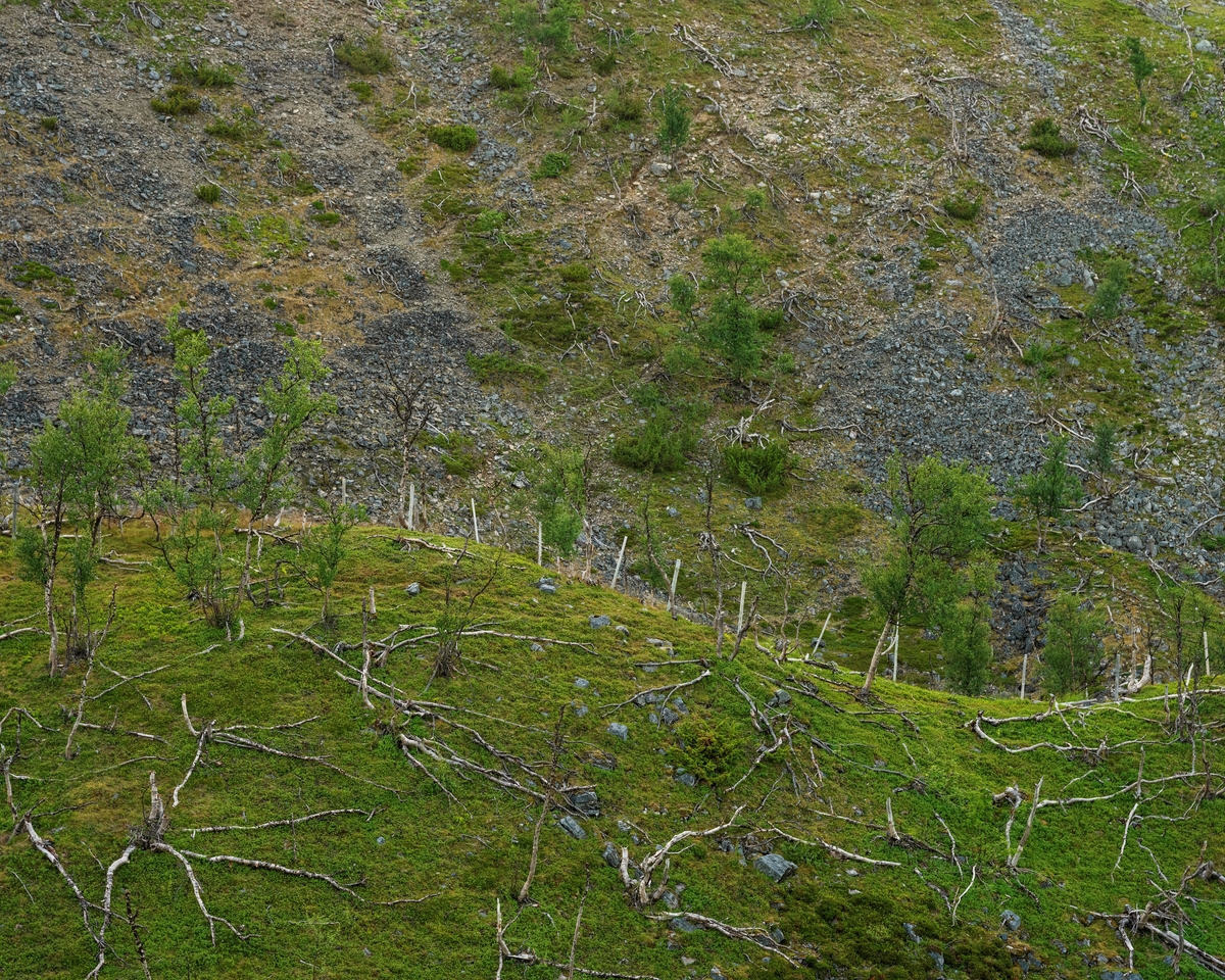Fjellbjørkeskog på Ifjordfjellet i Tana i Finnmark, der en del av trærne hadde dødd etter massive angrep fra fjellbjørkemåler (Epirrata autumnata), som er en sommerfuglart i målerfamilien. Denne arten legger egg, som overvintrer på bjørketrær, der de klekkes og blir til larver når våren kommer. Larvene blir til voksne sommerfugler om høsten. I mellomtida spiser de bladverket av trærne, som på den måten mister mesteparten av sitt assimilasjonsapparat. En annen sommerfuglart, bjørkefrostmåleren (Operophtera fagata), har en liknende utviklingssyklus og effekt på bjørkeskogen. Knut Skinnemoen skriver i boka «Skogskjøtsel» (1969) at «… i fjelltraktene sørpå og ikke minst på nordkalotten gjør insektet stor skade fra tid til annen. Ikke sjelden dør bjørkeskogen der ut over store strekninger. Folk i de traktene sier at dersom angrepene kommer 3 år i trekk, går trærne til grunne. Da får de ikke mulighet til å assimilere så mye at de greier å holde livsprosessene i gang.»