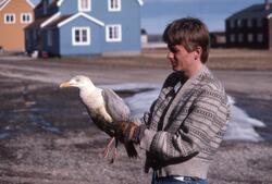 Biolog holder polarmåke i Ny-Ålsesund
