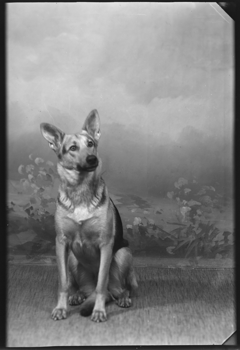 Portrett av en hund