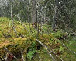 Skogsinteriør i gammelskog ved Gitvola i Løten kommune, Innl