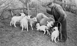 Ola Bergan med ei søye med fem lam. På Bergan, ca. 1955.