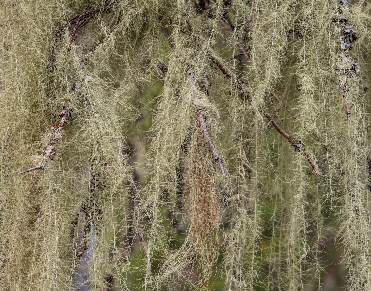 Huldrestry- en rødlistet, sterkt truet hengelav. Som oftest vokser den i gammel granskog, gjerne på gamle grantrær der det er høy luftfuktighet og ikke alt for tett skog. Huldrestry er en epifyttisk hengelav. Epifytt vil si at den vokser på en plante. I Norge finnes det omtrent 40 ulike varianter av hengelav, og av disse er fjorten rødlistet. Snertingdal, Gjøvik, Innlandet.