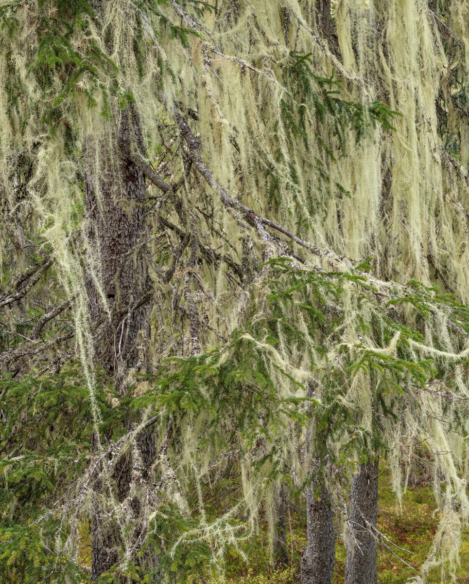 Huldrestry- en rødlistet, sterkt truet hengelav. Som oftest vokser den i gammel granskog, gjerne på gamle grantrær der det er høy luftfuktighet og ikke alt for tett skog. Huldrestry er en epifyttisk hengelav. Epifytt vil si at den vokser på en plante. I Norge finnes det omtrent 40 ulike varianter av hengelav, og av disse er fjorten rødlistet. Snertingdal, Gjøvik, Innlandet.