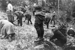 Skogplanting i Søre Kopsengmarka, ca 1917. Skoleklasse under