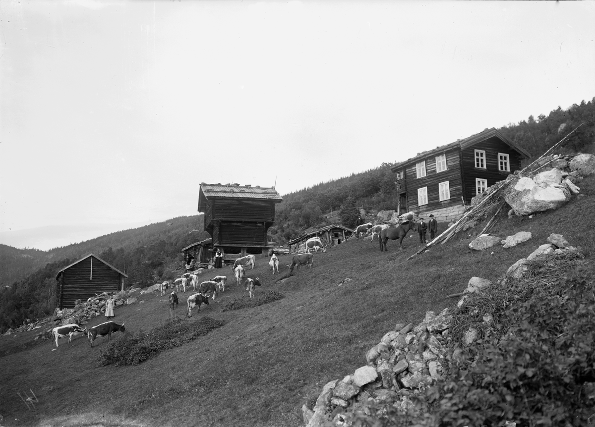 Bilde viser garden su`Hegard

Fotosamling etter Øystein O. Jonsjords (1895-1968), Tinn.