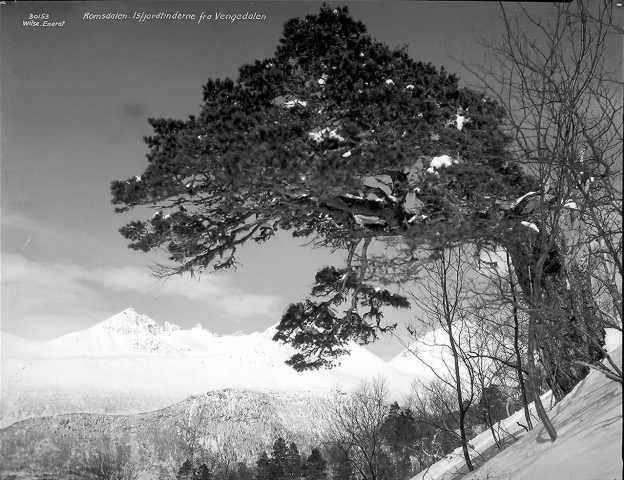 Prot: Romsdalen Vinter - Isfjordstinderne med gammelt træ