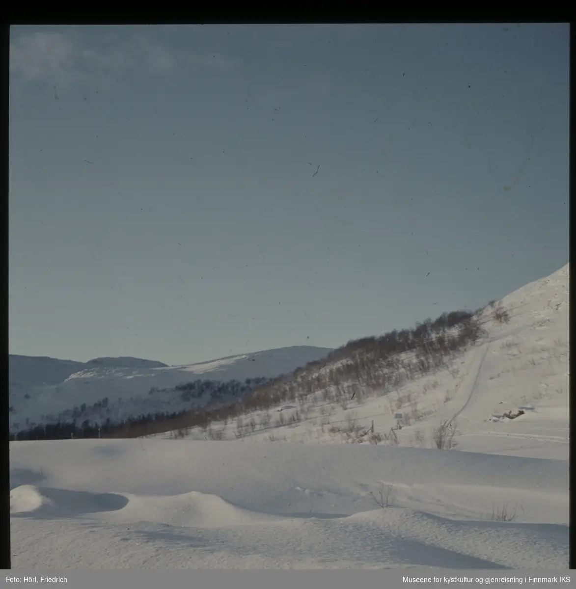 Vinterlandskap med bjørkeskog på fjellet i Finnmark fotografert 1957/1958.