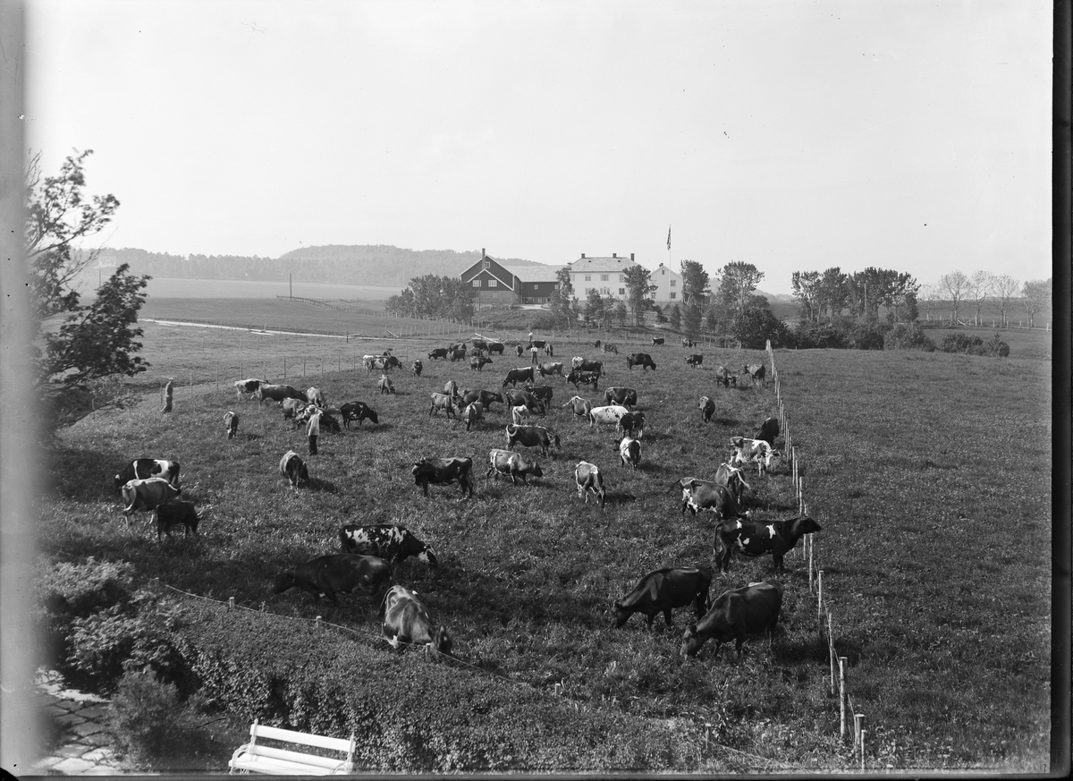 Angelltrøa gård, med kyr på sommerbeite i fremkanten. Fire personer står ute på enga sammen med kyrne.