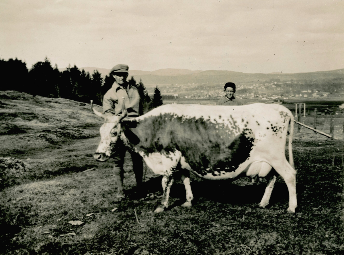 Kua Blomros, eigar J. Reim, Porsgrunn, fotografert 10.5.1932