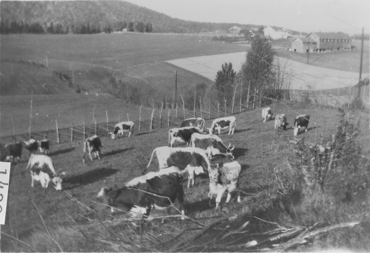 Kuene på Søndre Bye på beite, med Nedre Skatvedt i bakgrunnen, 1926.
