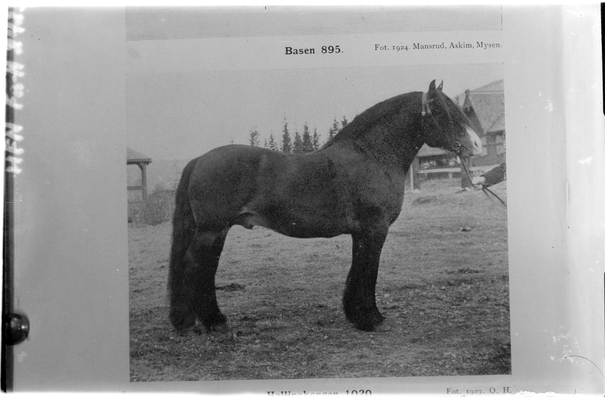 Hest
Hingsten &quot¤Hallingkongen&quot¤ 1920. Bildet er kopier antagelig fra en avis eller tidsskrift.
