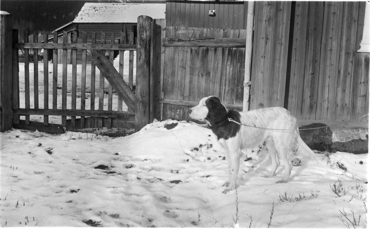 Utenfor  Klokkergården og grinda står hunden i snøen.
