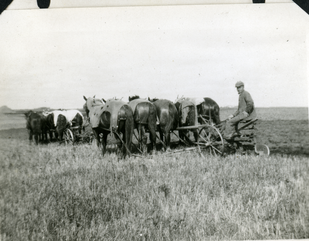 Jordbruk. Olaf Rodegard pløying på farmen med 5 hester.
