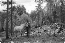 Hest
Leif Olav Klype med den to år gamle fjordingen Klypebla