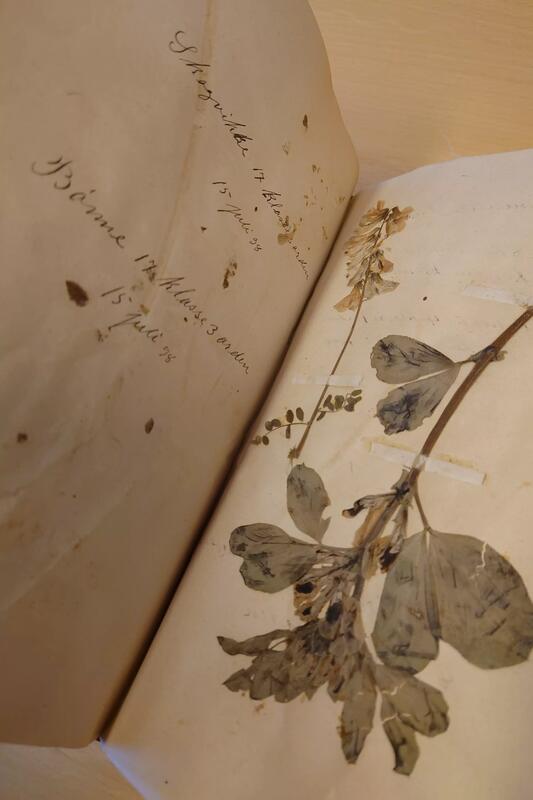 Arkiv med herbarium