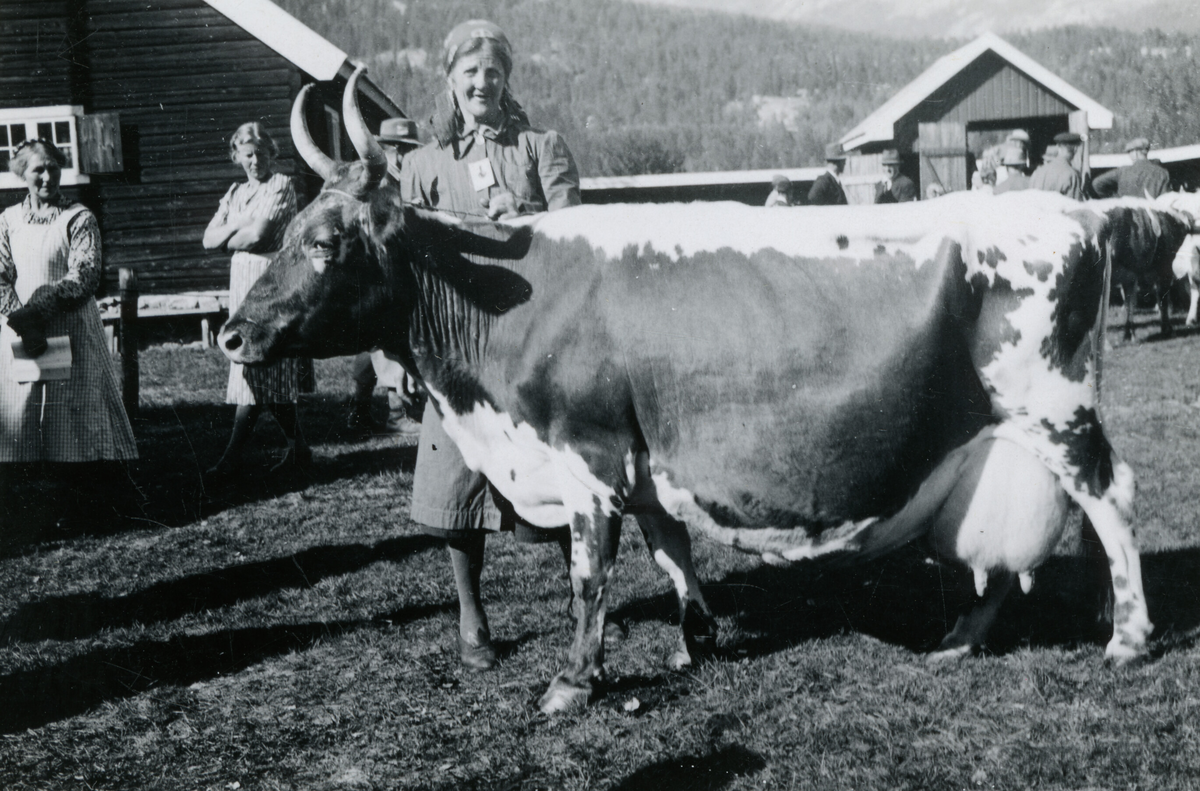 Kua Gullbot 3211 på Dyrskun 1941.  Eigar Johannes Glosimot, Seljord.  På bildet er det kona Borghild Glosimot som held kua.  
