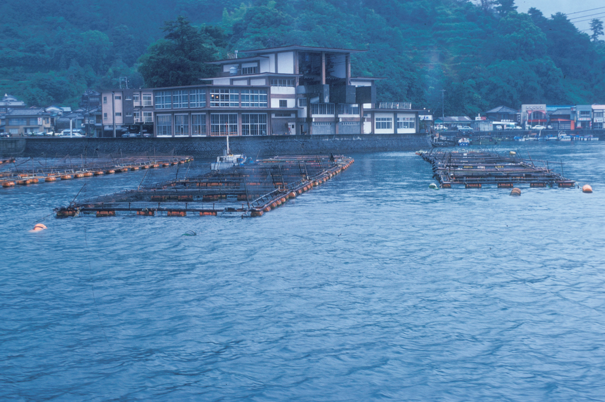 Motiv fra Japantur : merder flyter på vannet