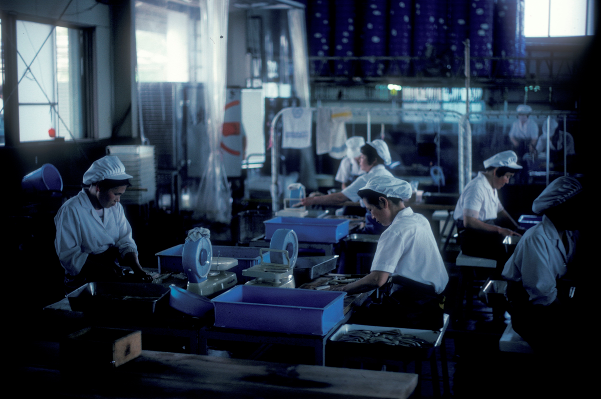 Motiv fra Japantur : Arbeidere i aktivitet ved sjømatfabrikk