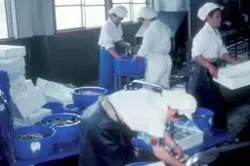Motiv fra Japantur : Arbeidere i aktivitet ved sjømatfabrikk