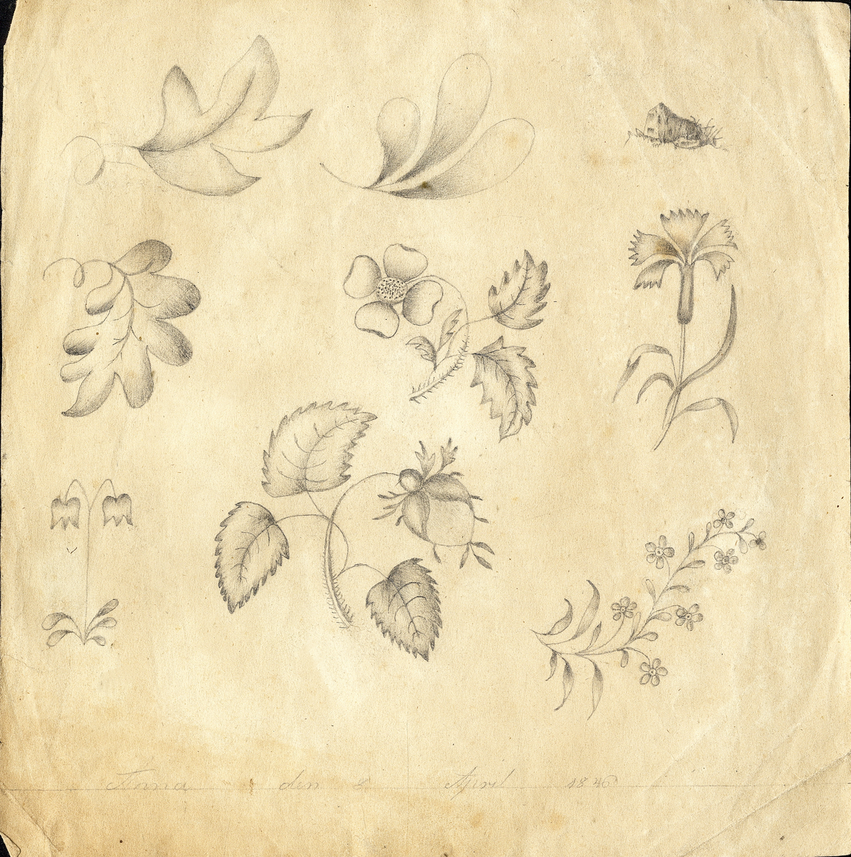 5 st. mönsterblad med blommor, blad och frukter.
2 litografier, 1 blyertsteckning och 1 kolteckning.


Inskrivet i huvudbok 1940.