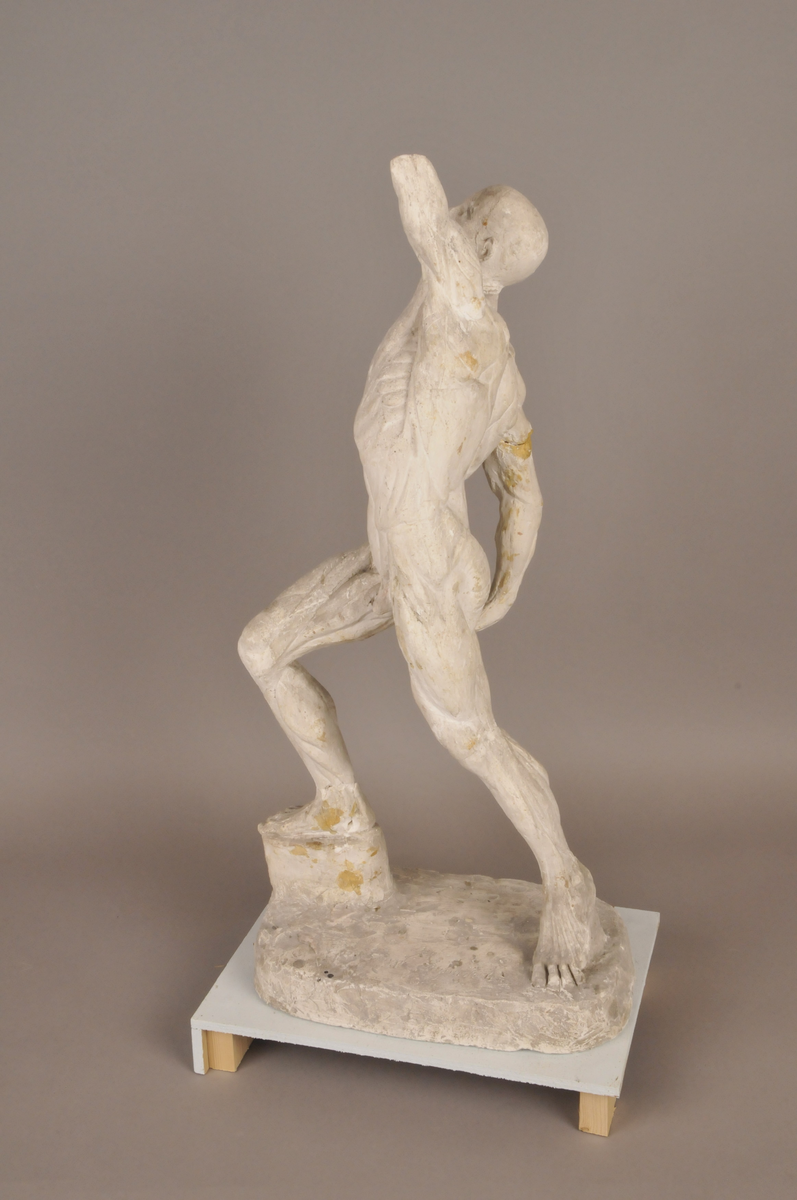 Anatomistudie [Skulptur]