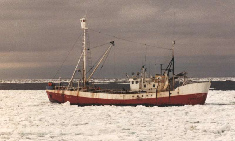 Ishavsskute, Kvitbjørn