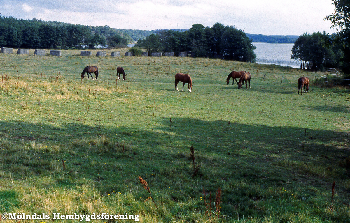 Hästar på bete i Helenedal, Mölndal, i juli 1995. I bakgrunden ses Rådasjön.