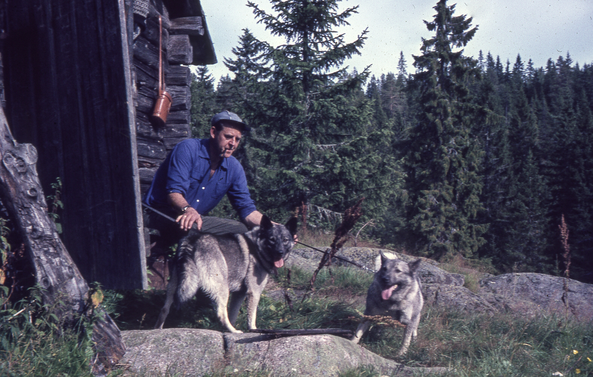 Nils Hontvedt (1924-1983) med Arna Sagas elghunder.
Sansynligvis på Reinesetra, evt. Gravdalssetra.