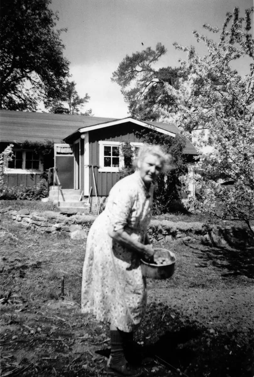 Jag passade på att fota mormor Beda Jakobsson då hon plockade upp potatis till middagen. Det var sommaren 1959. En underbar sommar; inte ett regnstänk på hela sommaren. Getingar i överflöd. Den värsta getingsommaren i mannaminne.