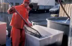 ST.Stamfisk, Bjugn, 1988, rognluft. : To menn håndterer fisk