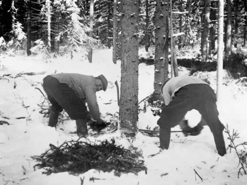 Svart-hvitt foto av to tømmerhuggere som står bøyd for å felle et tre i snøen.