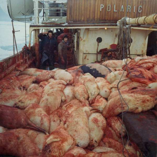 Ishavsskute Polaric med fangst