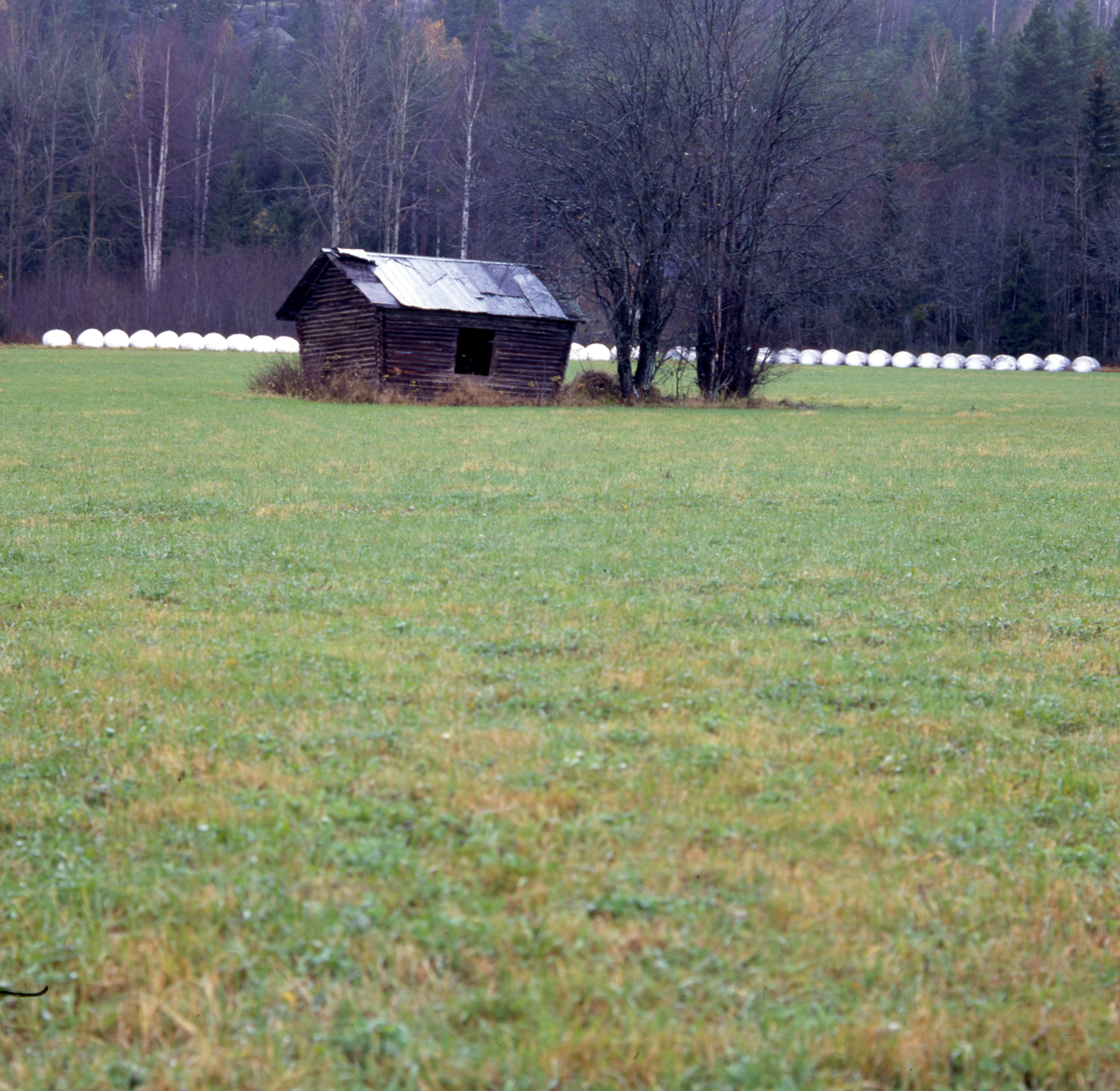 En stuga och ett träd på en gräsåker. I bakgrunden ligger ett stort antal ensilagebalar på rad.