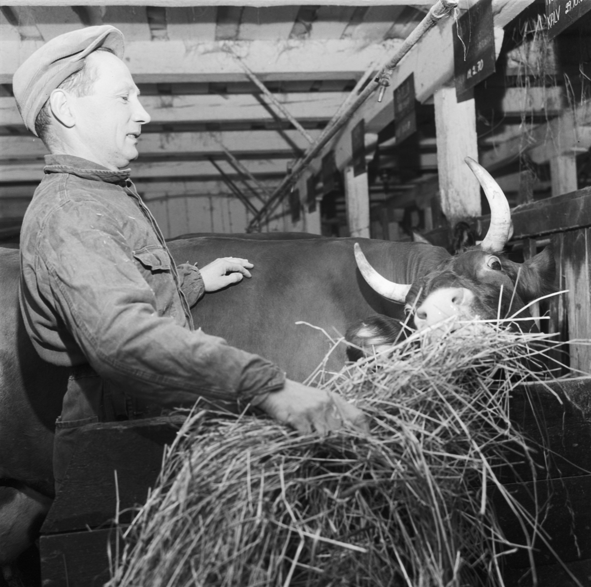 Grovfoderbrist i Uppland 1970