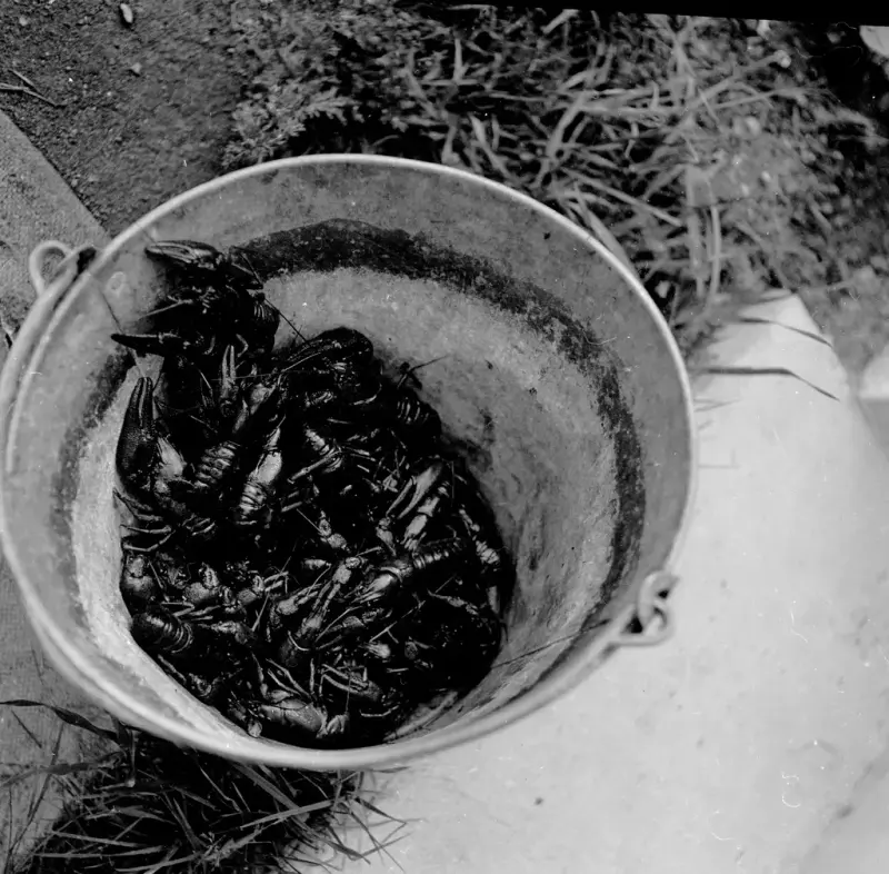 Bøtte med kreps. Fotograf: Dagbladet, 1958. Norsk Folkemuseum.